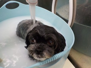 DSCN4565