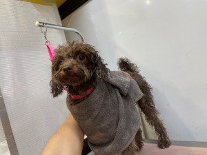 IMG_0942