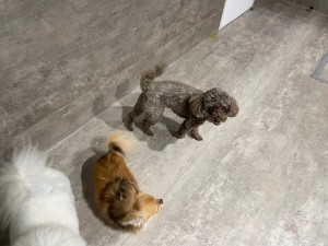 IMG_8642