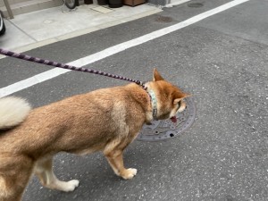 IMG_7111