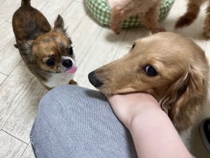 IMG_4224